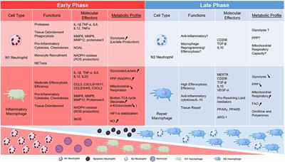 Immunometabolism of Phagocytes and Relationships to Cardiac Repair